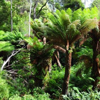 Ferntrees in het Tasmaanse binnnenland